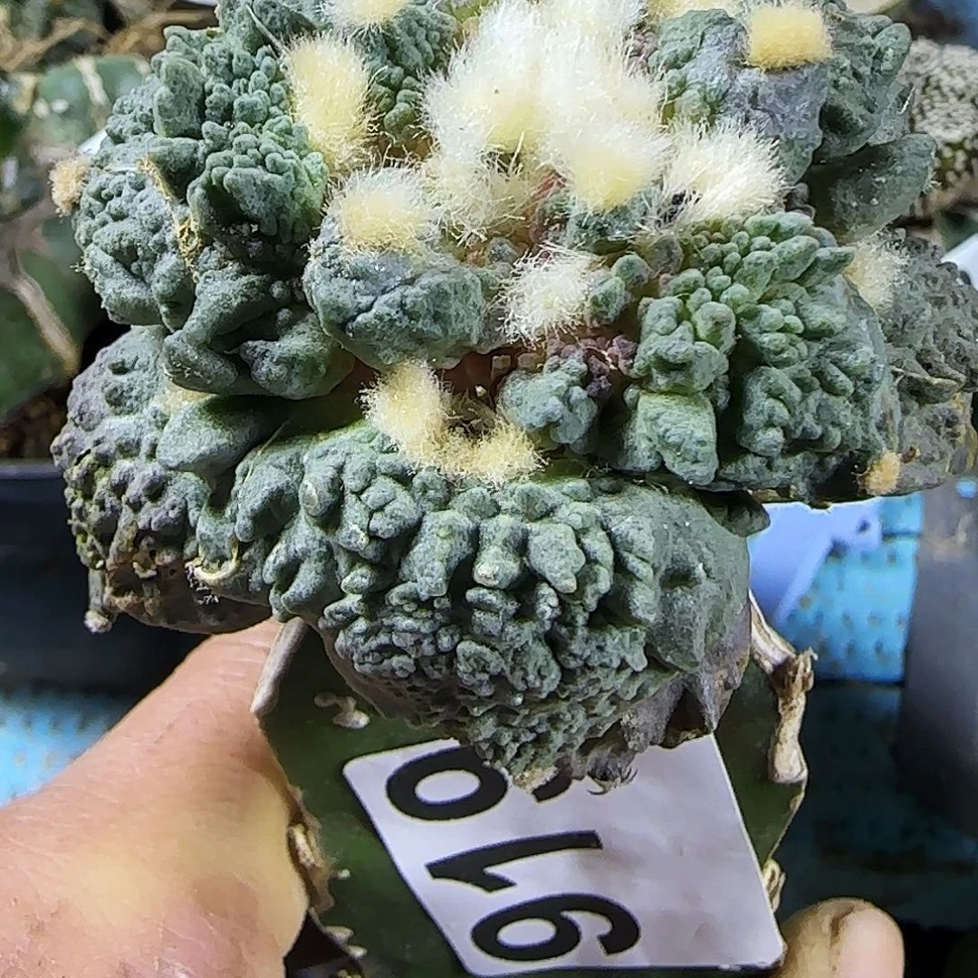 怒涛919仙人球开花啦