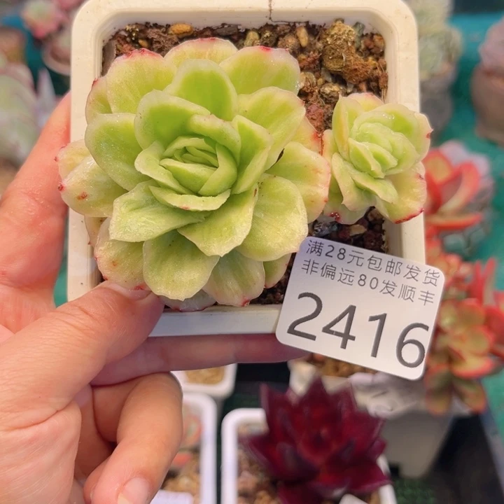大2416:？xvxgvvbhb