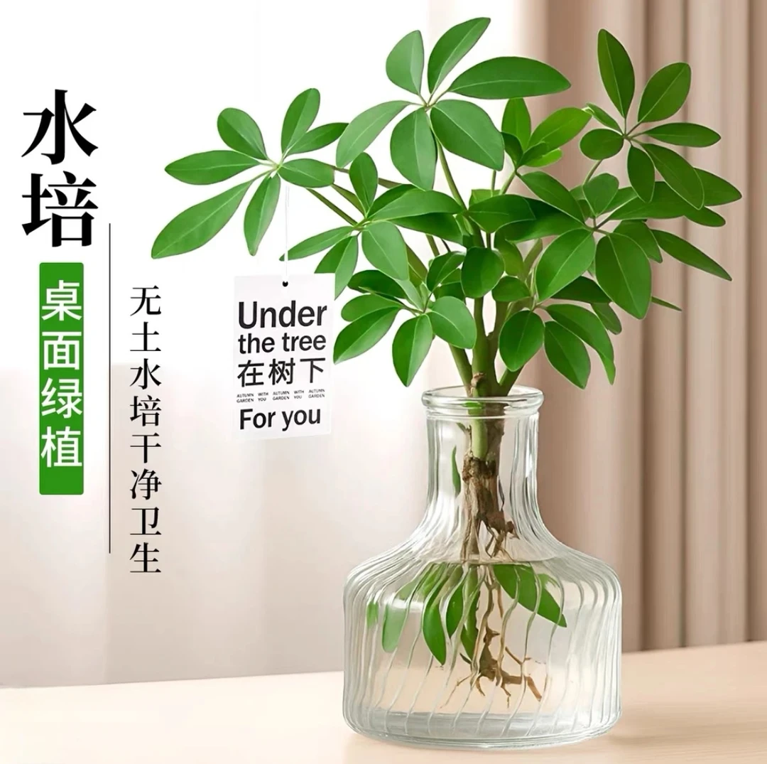 水培鸭脚木七叶莲耐寒盆栽室内客厅办公室花卉绿植四季常青好养