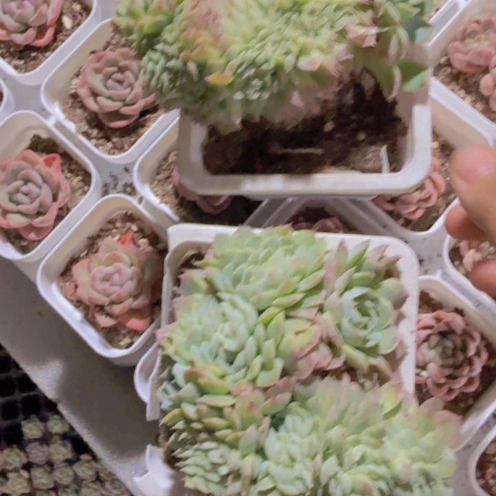 月影缀化福利超大一颗