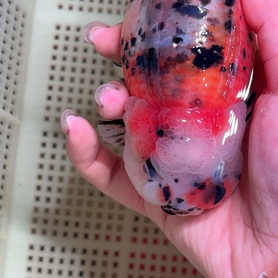 ༄***༄金鱼拍包装包邮，不拍包装运费到付