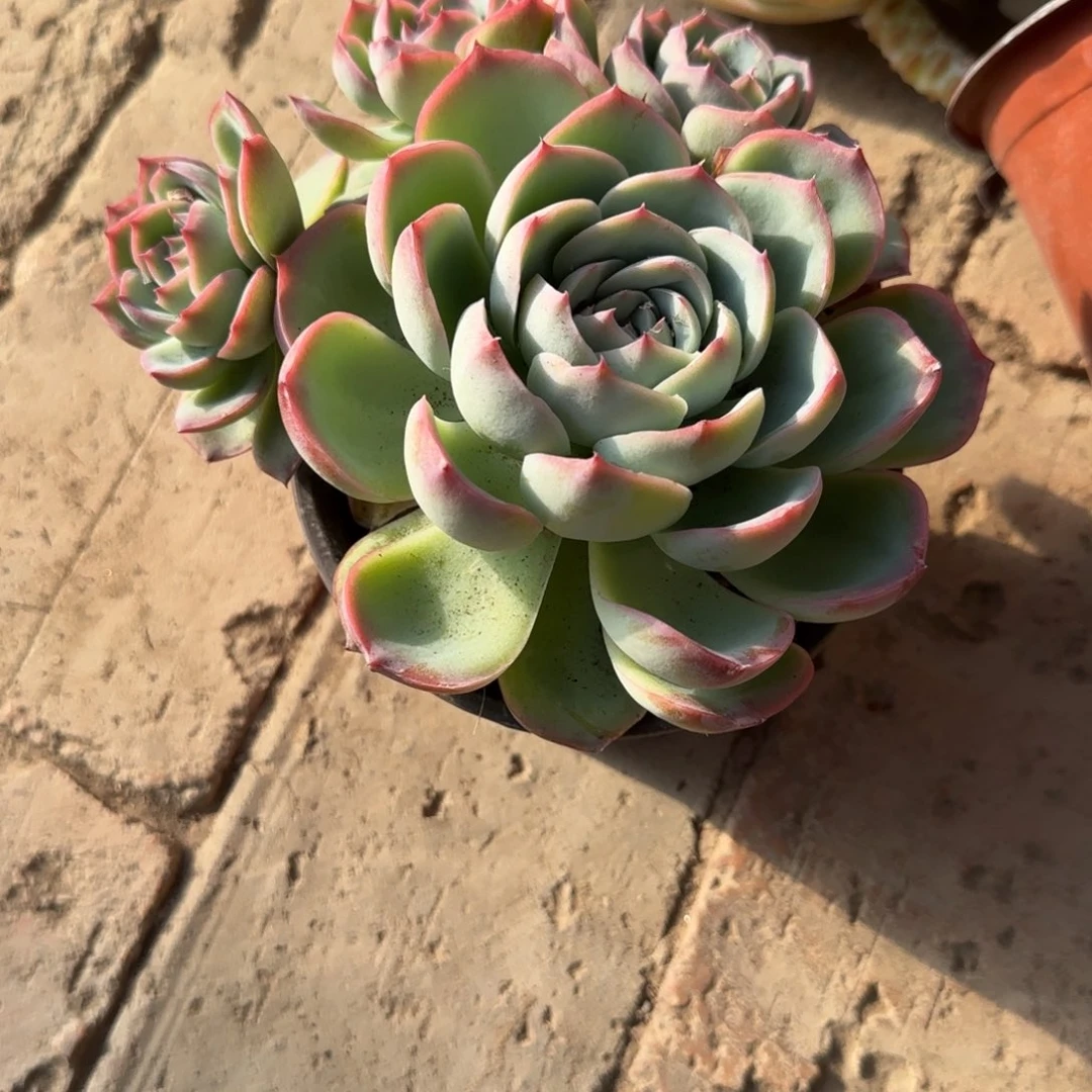 灏***浩无花朵120四头侧影