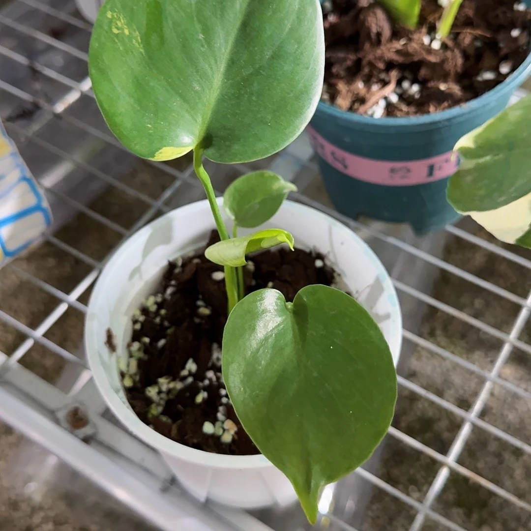 彪***福无花朵龟背竹一物一拍