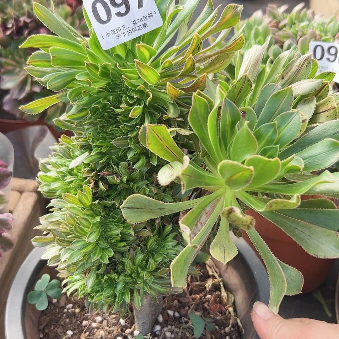 多肉植物097碧螺春缀化