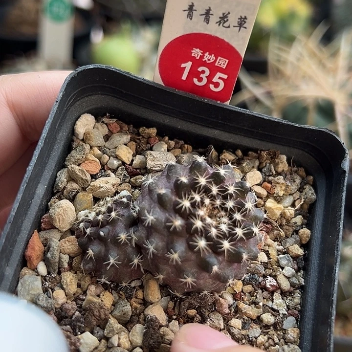 实生双头鱼鳞丸一棵仙人球