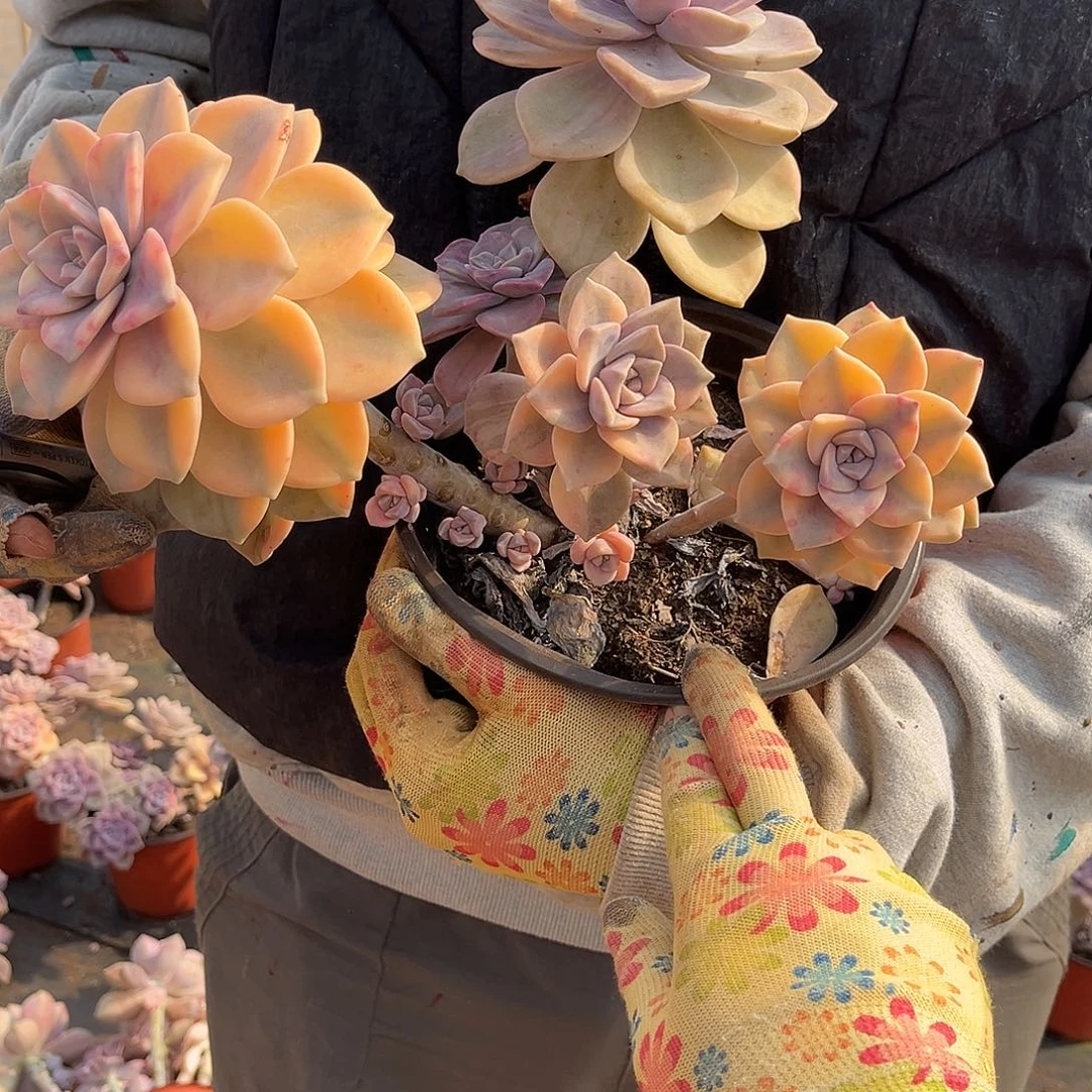 Y*?多肉植物紫乐景Z58