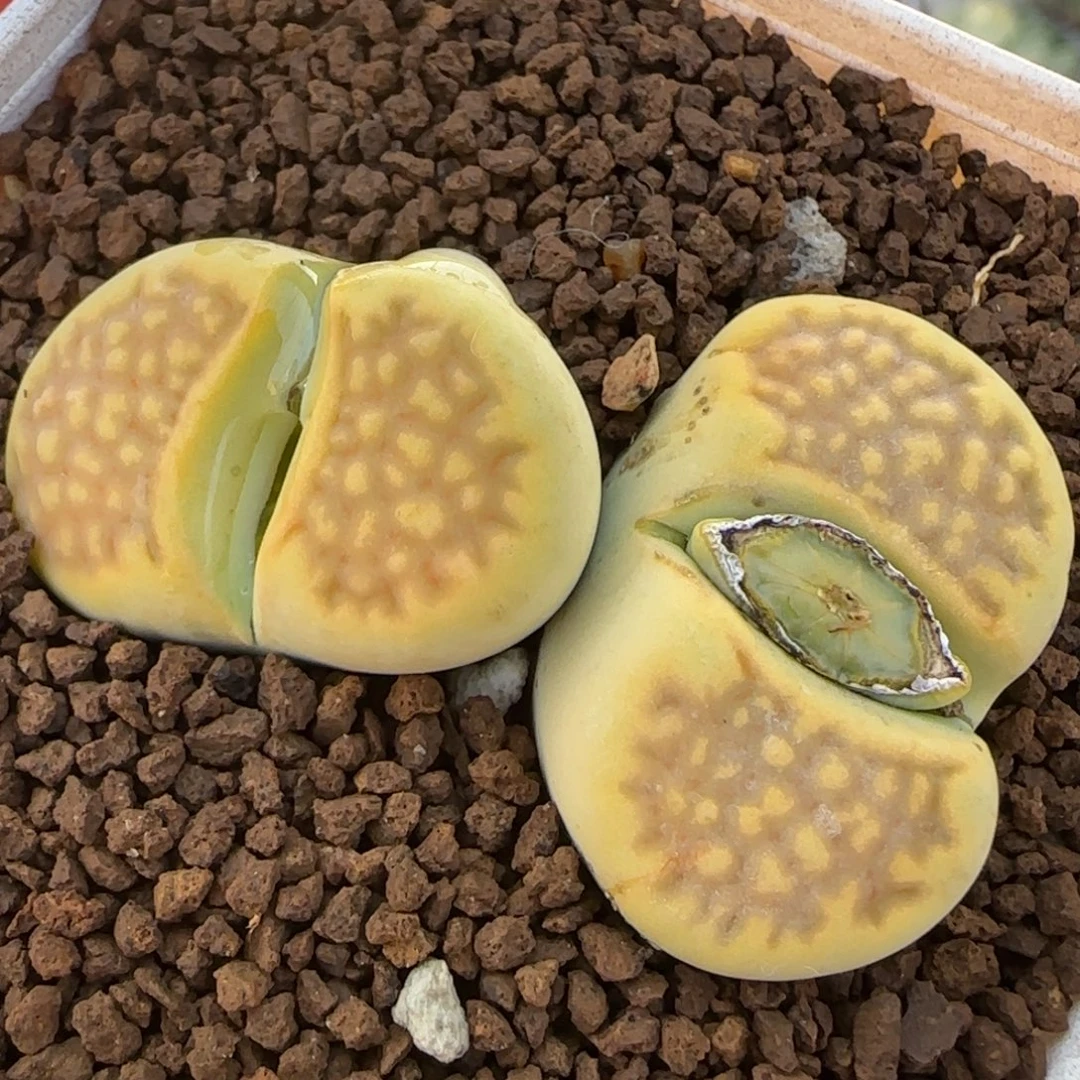 黄巴黎多肉植物百科