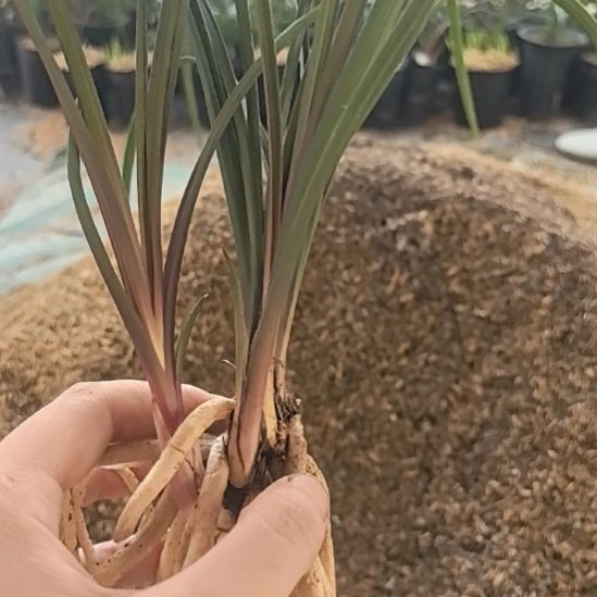 完全开放惠兰红香妃浓香型