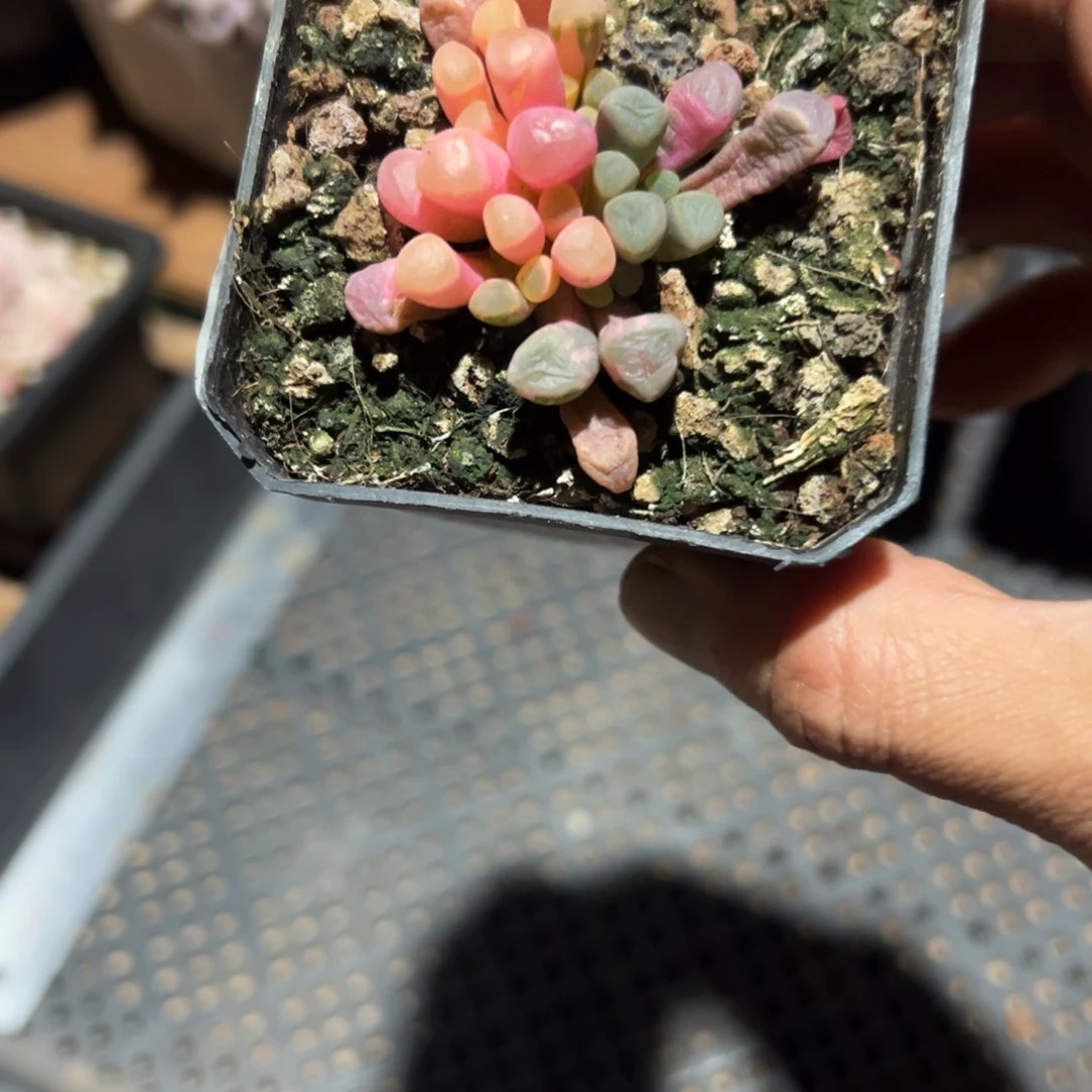 ?*婼淘多肉五十铃玉锦一个