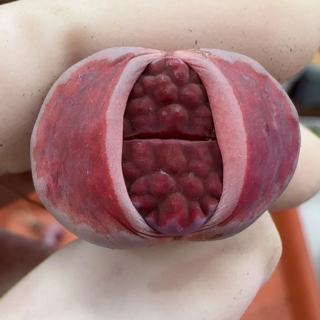 916阿克玫瑰福利