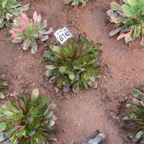 142斑斓不包断枝