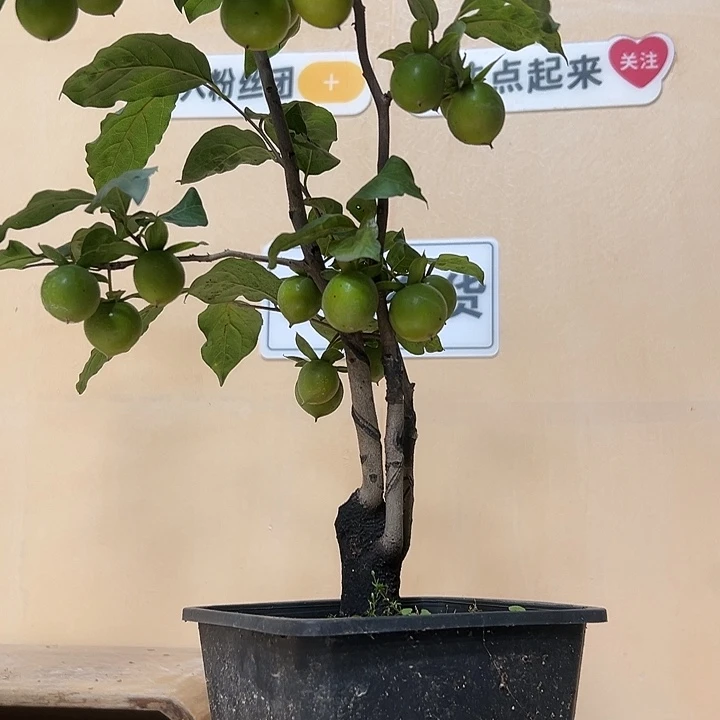无花朵哈哈哈哈哈哈