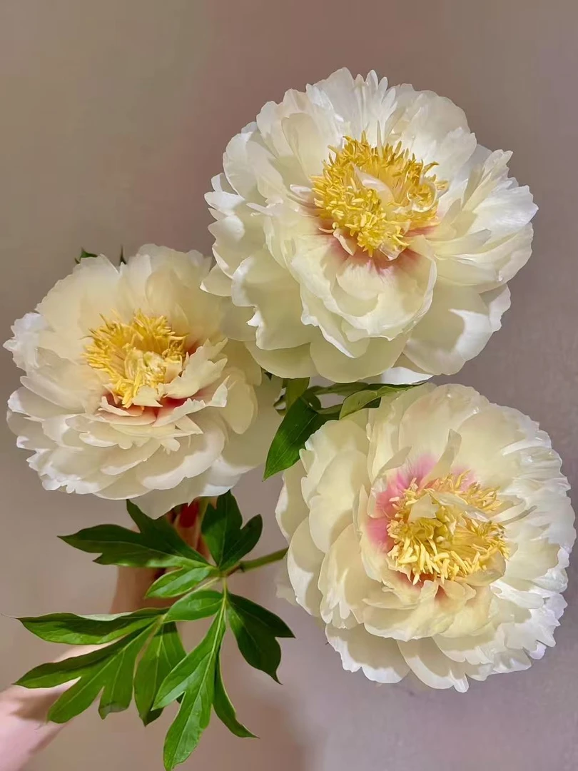 【现货-芭茨拉】芍药鲜花 芍药鲜切花 山东菏泽基地直发