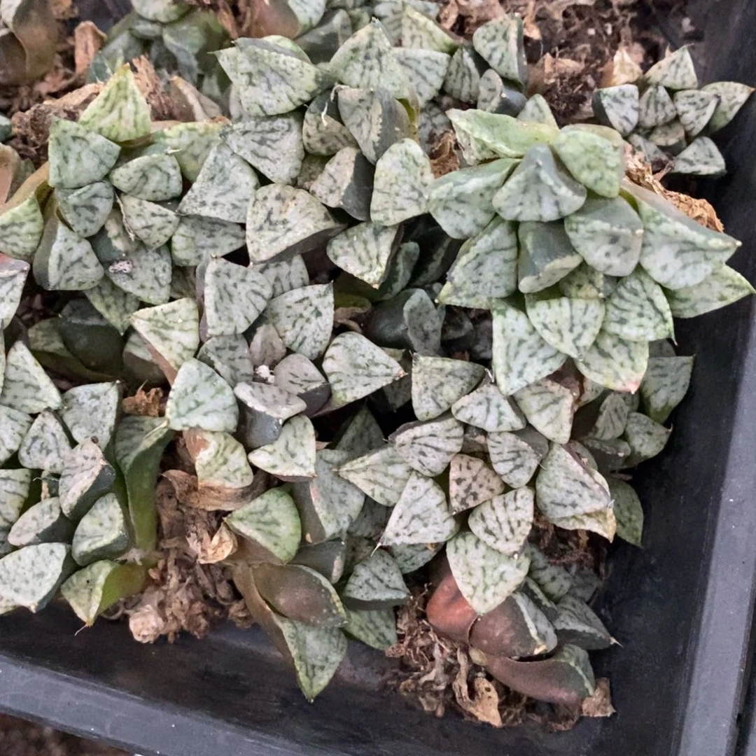 414 一颗大潘多拉魔盒 挑大的发货 新年福利