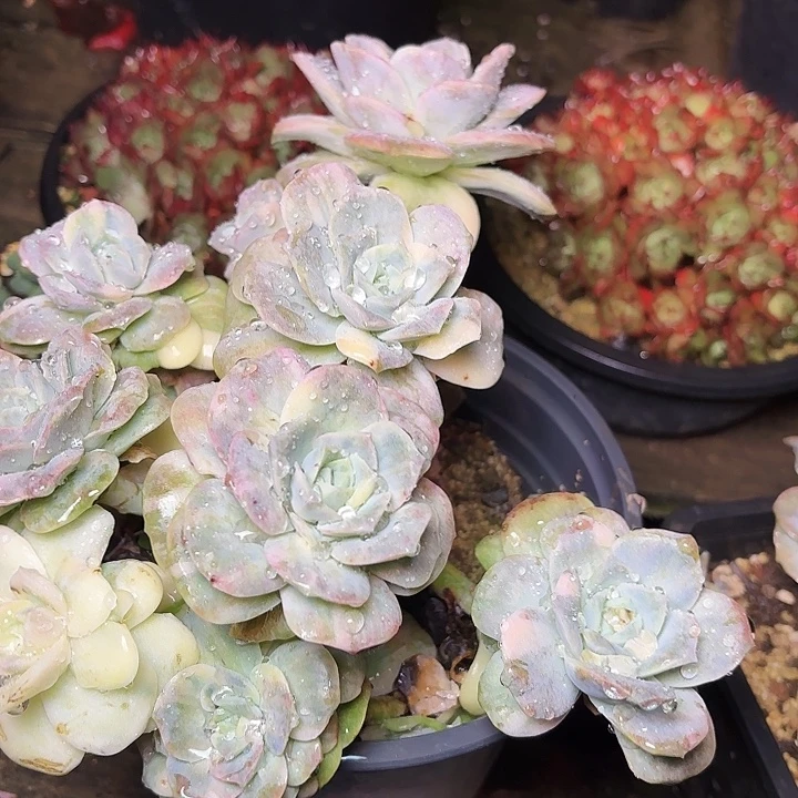 弥***资多肉植物的植物形态