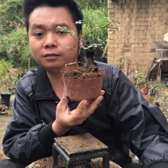无花朵盆景盆栽植物（不包成活率）