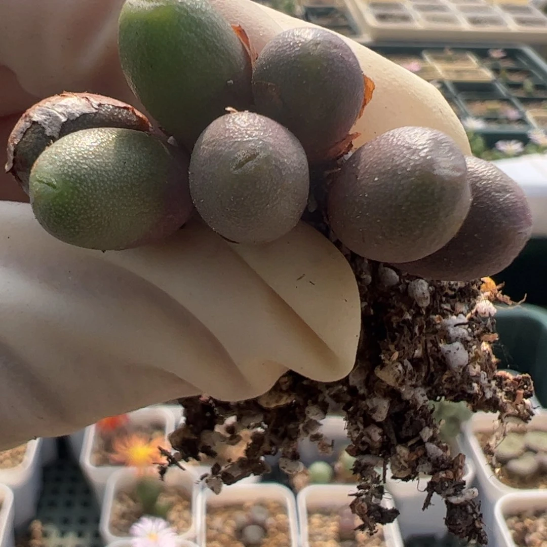 h224 好看的多肉冲冲冲