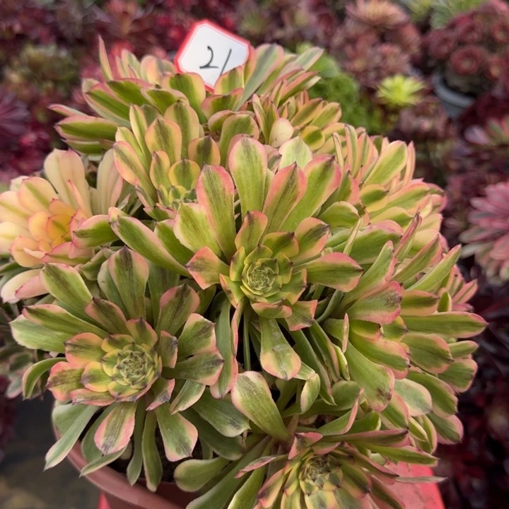 花好月又圆0420-21特价