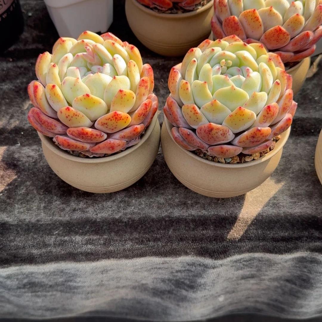 森**单两个一组，带盆发货