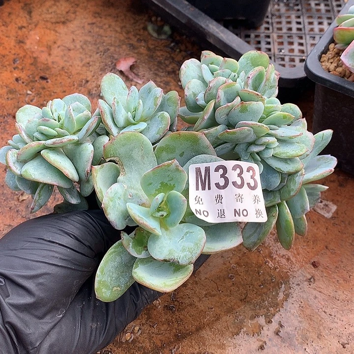白凤缀化 多肉植物 9.23号左右发货