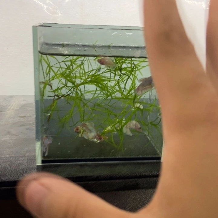 斗鱼包活不包损所见即所得119