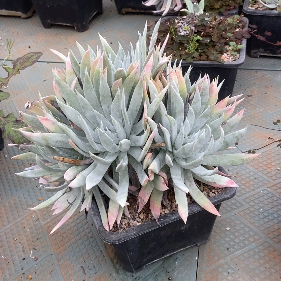 白衣多肉植物啦啦啦