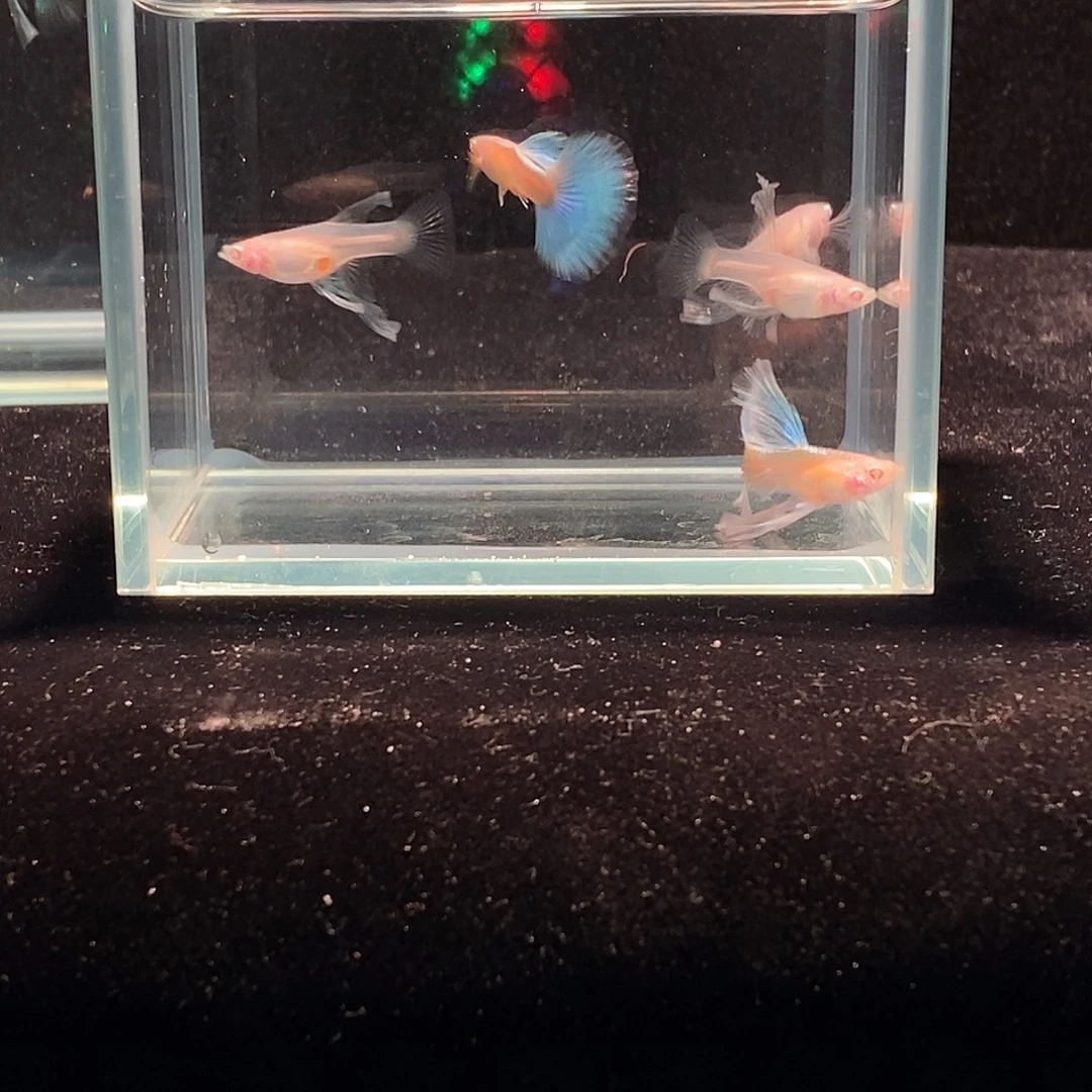 孔雀鱼带一对艾尔因