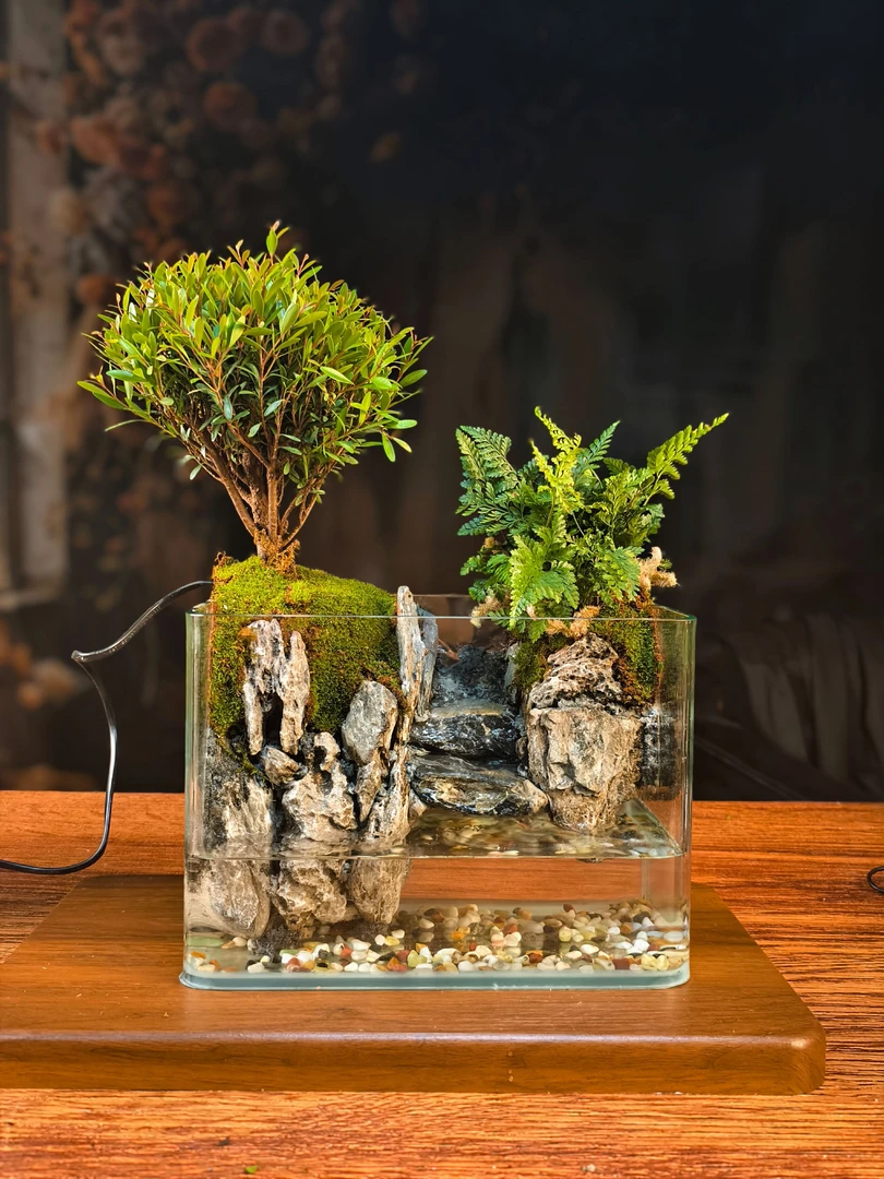 登云桌面微景观（缸体25*16*18cm）老庄黄杨狼尾蕨办公家具摆件