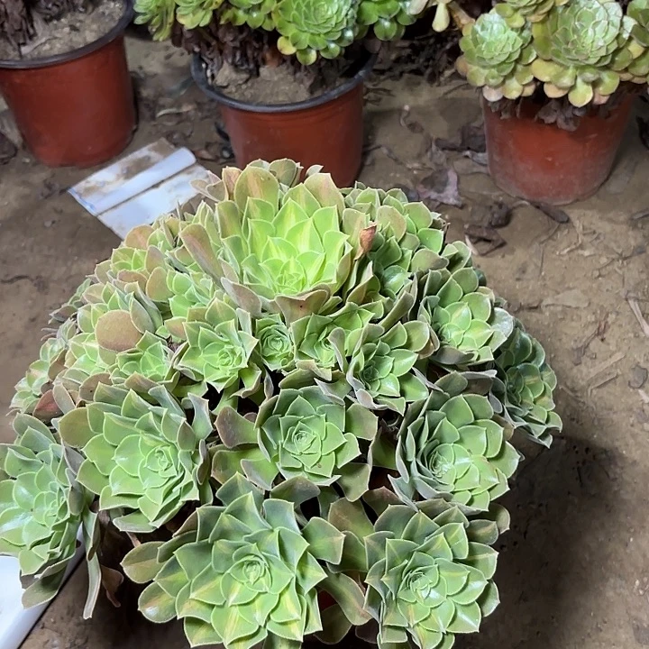 多肉植物女巫中斑13
