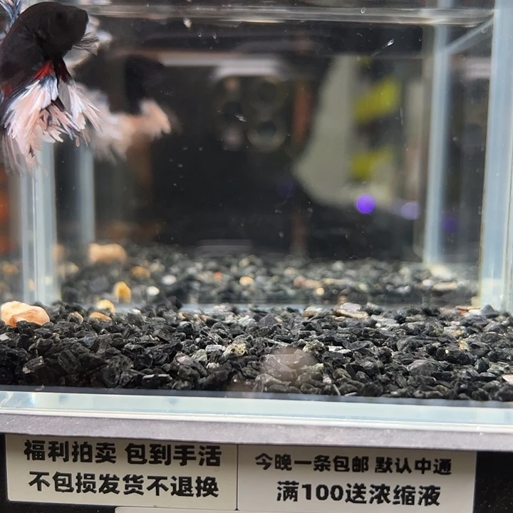 斗鱼跑单拉黑6日92