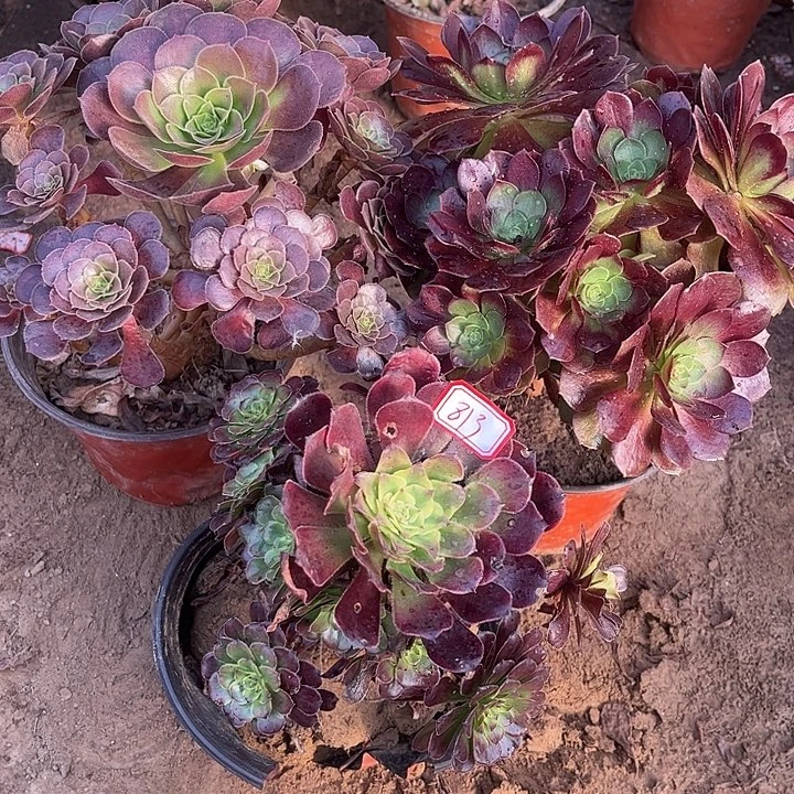813多肉植物组合，