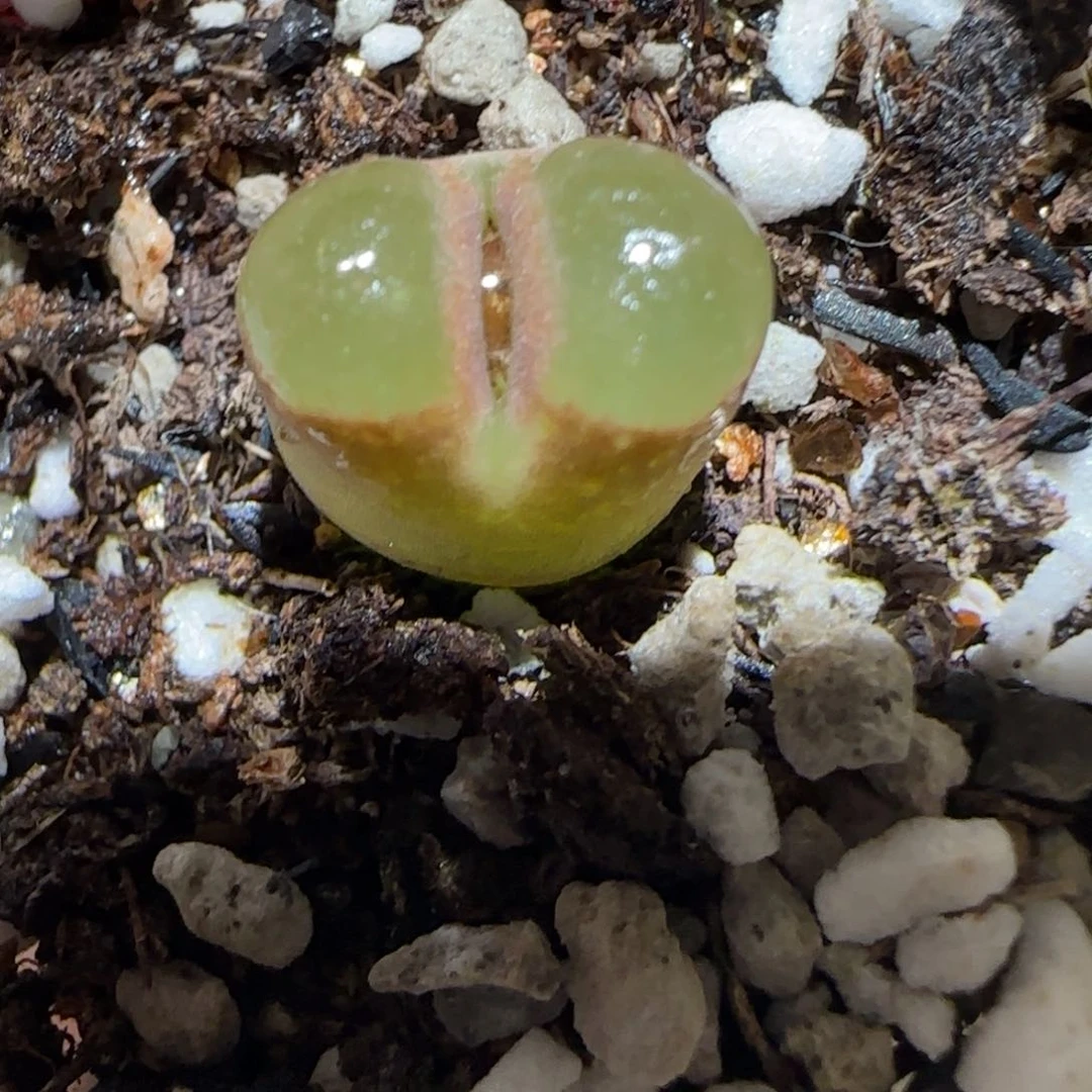 肉锥多肉植物百科-磁铁921