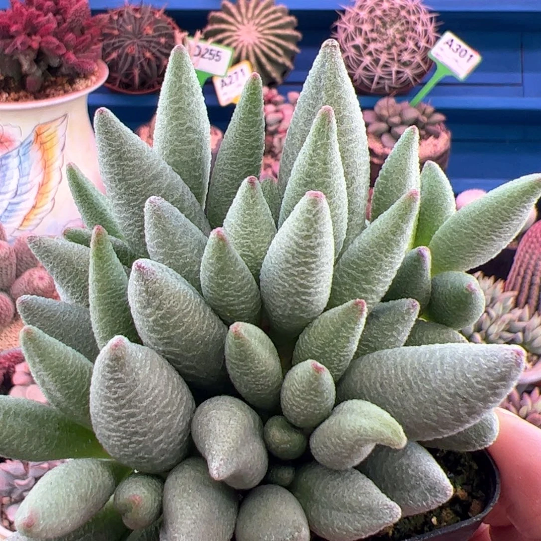 ?***?哈默大红嘴。