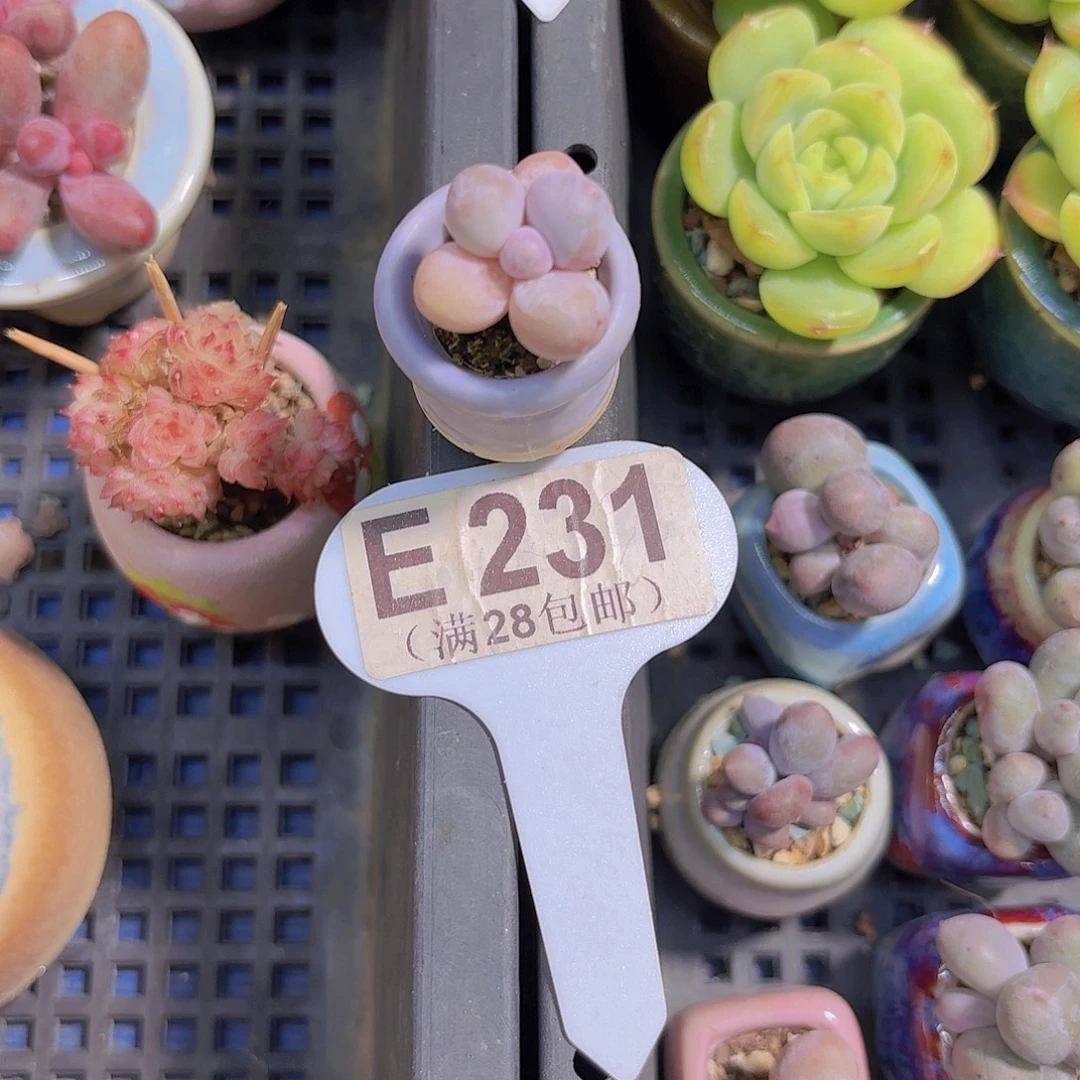 E231实生奶酪一物一拍