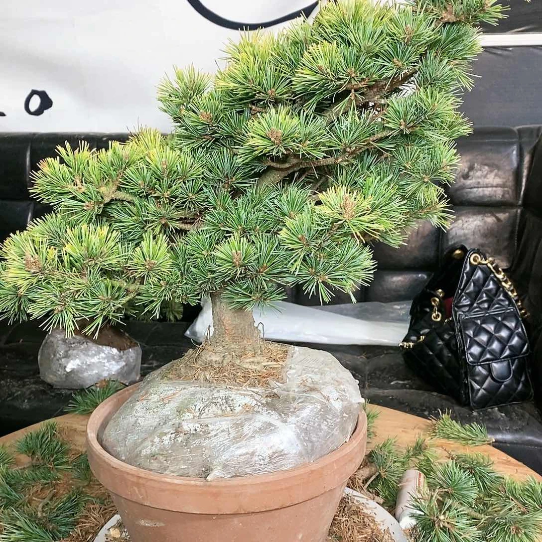 【闪购商品】无花朵