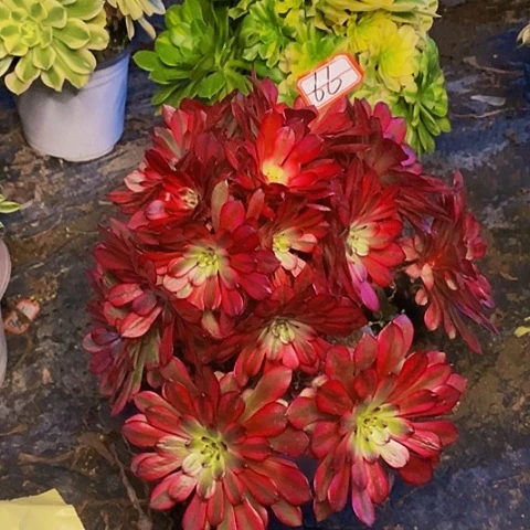 美姬老桩绣球法师66