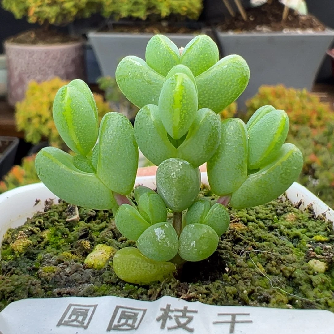u856小可爱元宝冠幅3.5cm
