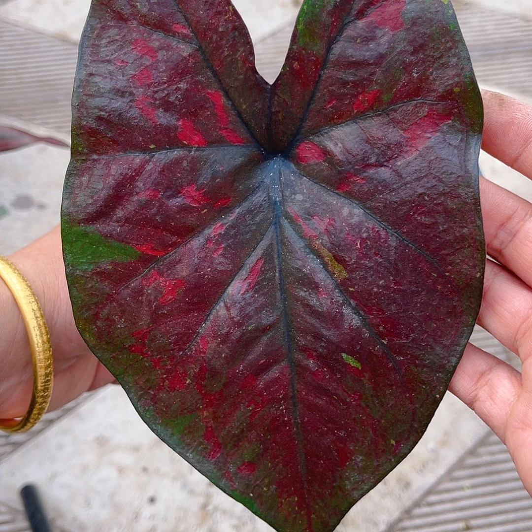 完全开放泰彩一物一拍92