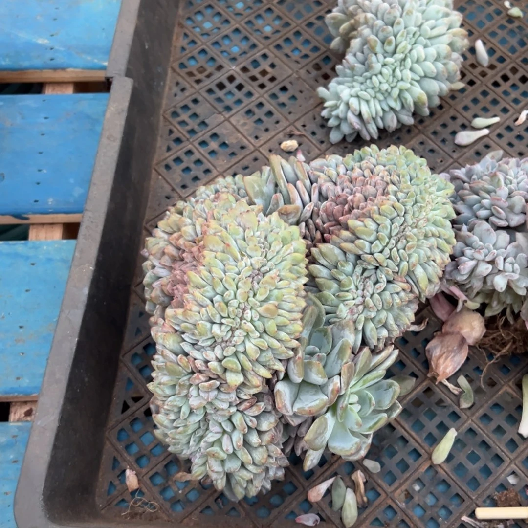 波***哥缀呀呀呀呀呀呀呀呀呀