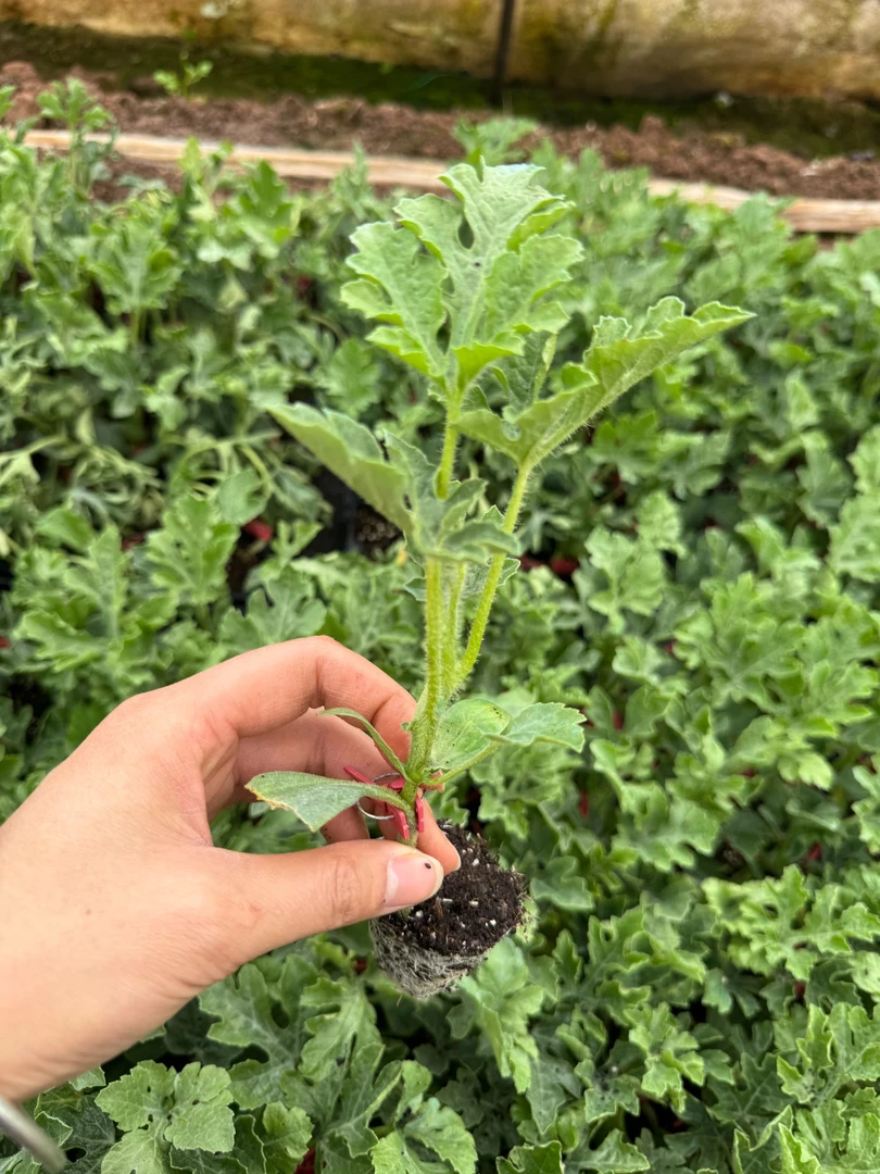 彩虹2K冰淇淋小西瓜嫁接苗  小西瓜苗 脆甜黄瓤 抗性强好种植