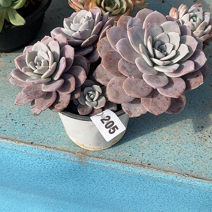 炎***热205红茶补差多肉植物