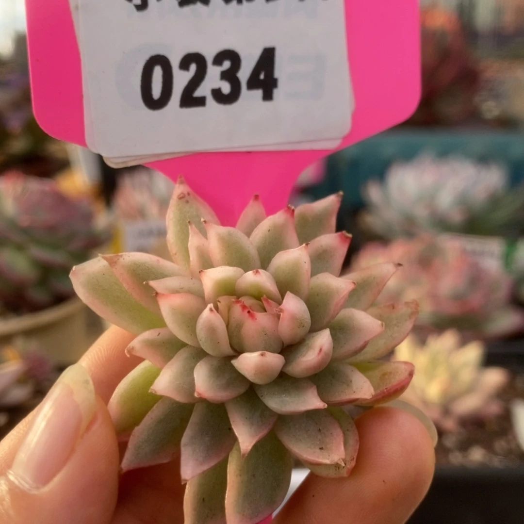 234黑玫瑰锦锦锦锦锦锦