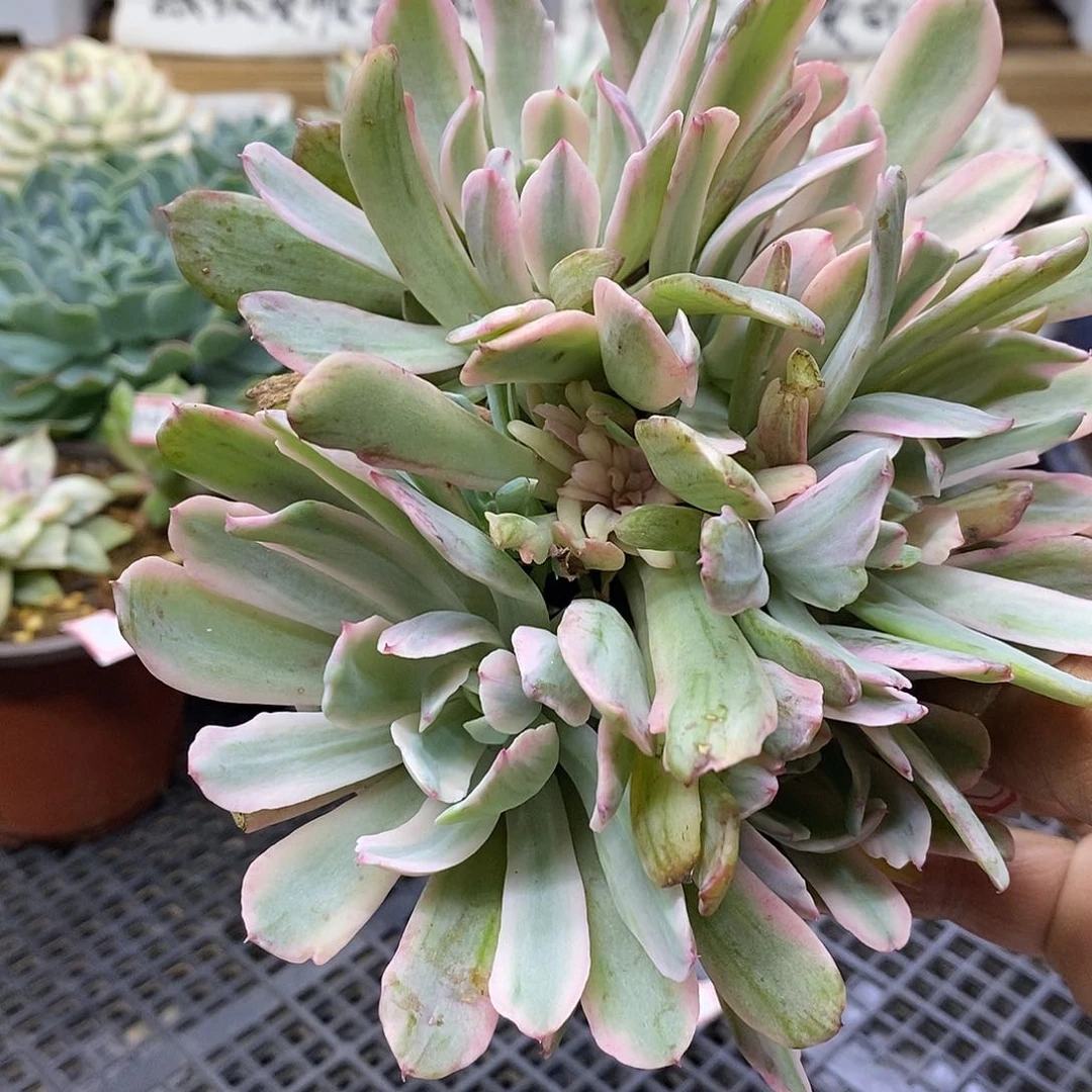 2637 花车锦 6 头群
