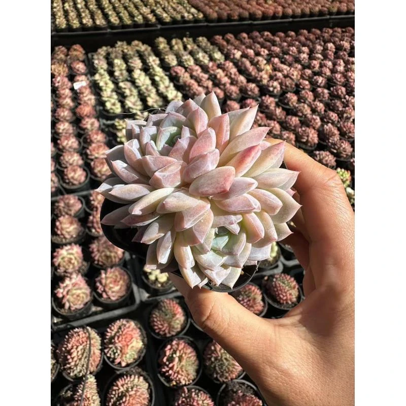 7#冰魄双头多肉植物前男友精品多肉