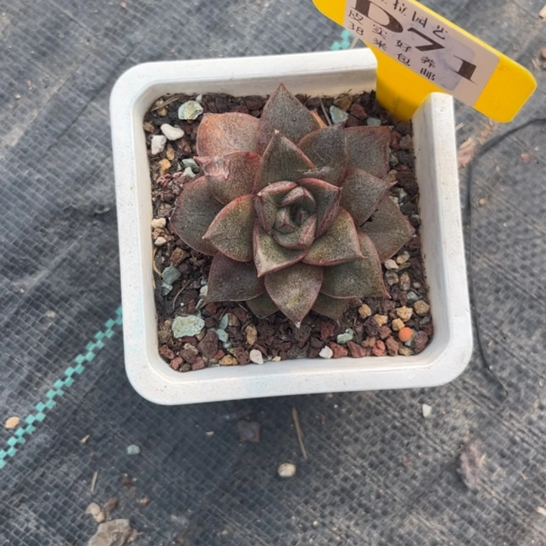 ?*一多肉植物大合锦11111