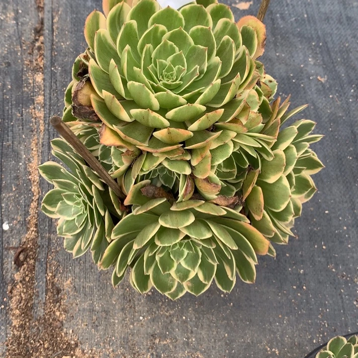 536粉花妖多肉植物特价