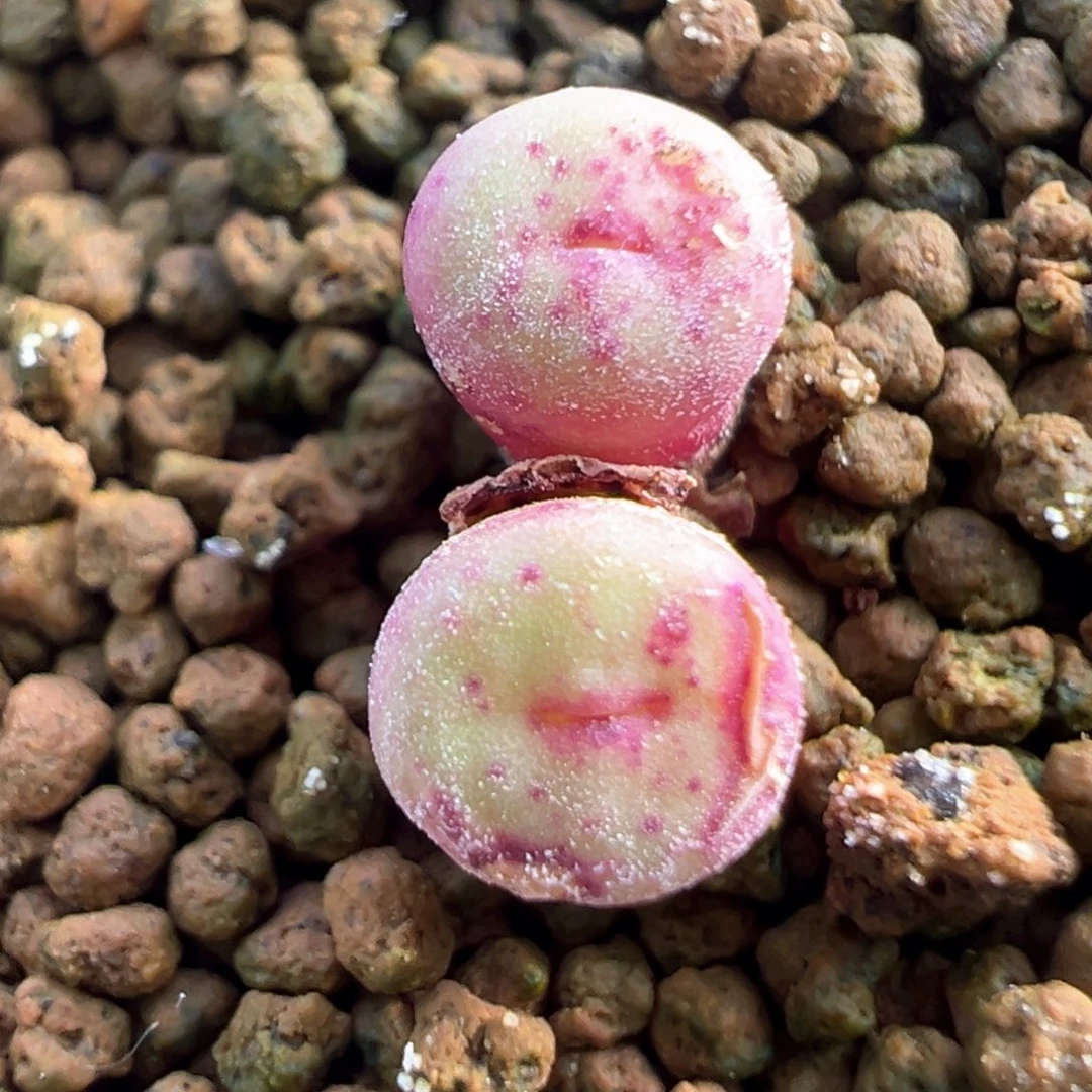 442号se福利漏。