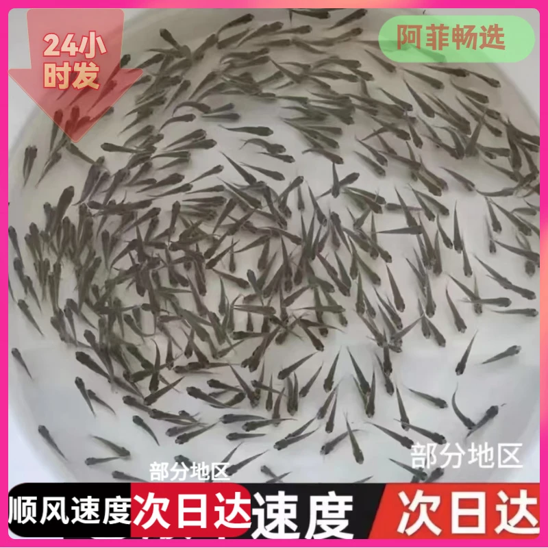 麦穗鱼活体饲料鱼苗喂乌龟喂六角恐龙鱼喂宠物鱼包活鱼鱼苗饲料