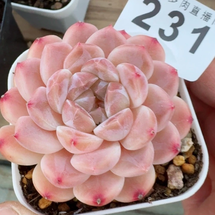 彩虹冰魄         精控精养多肉植物