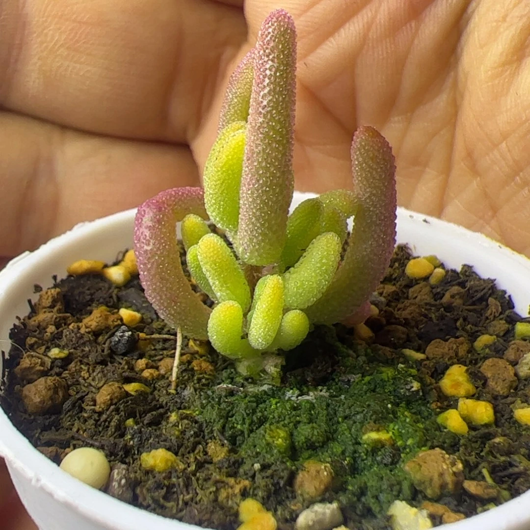 多肉植物枝干钻石黄锦